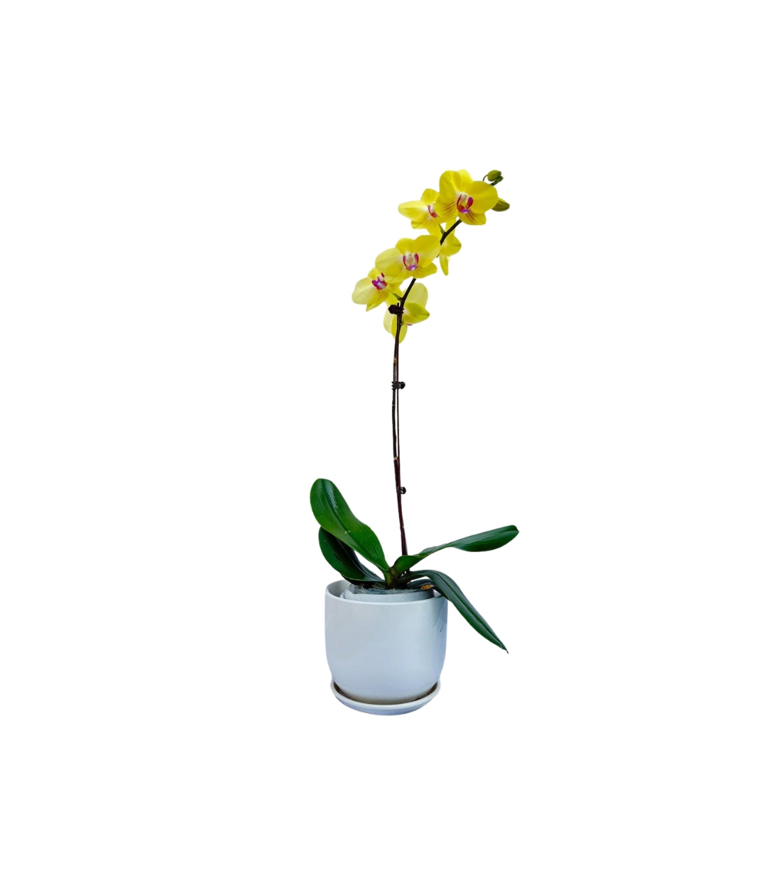 PHALAENOPSIS YELLOW