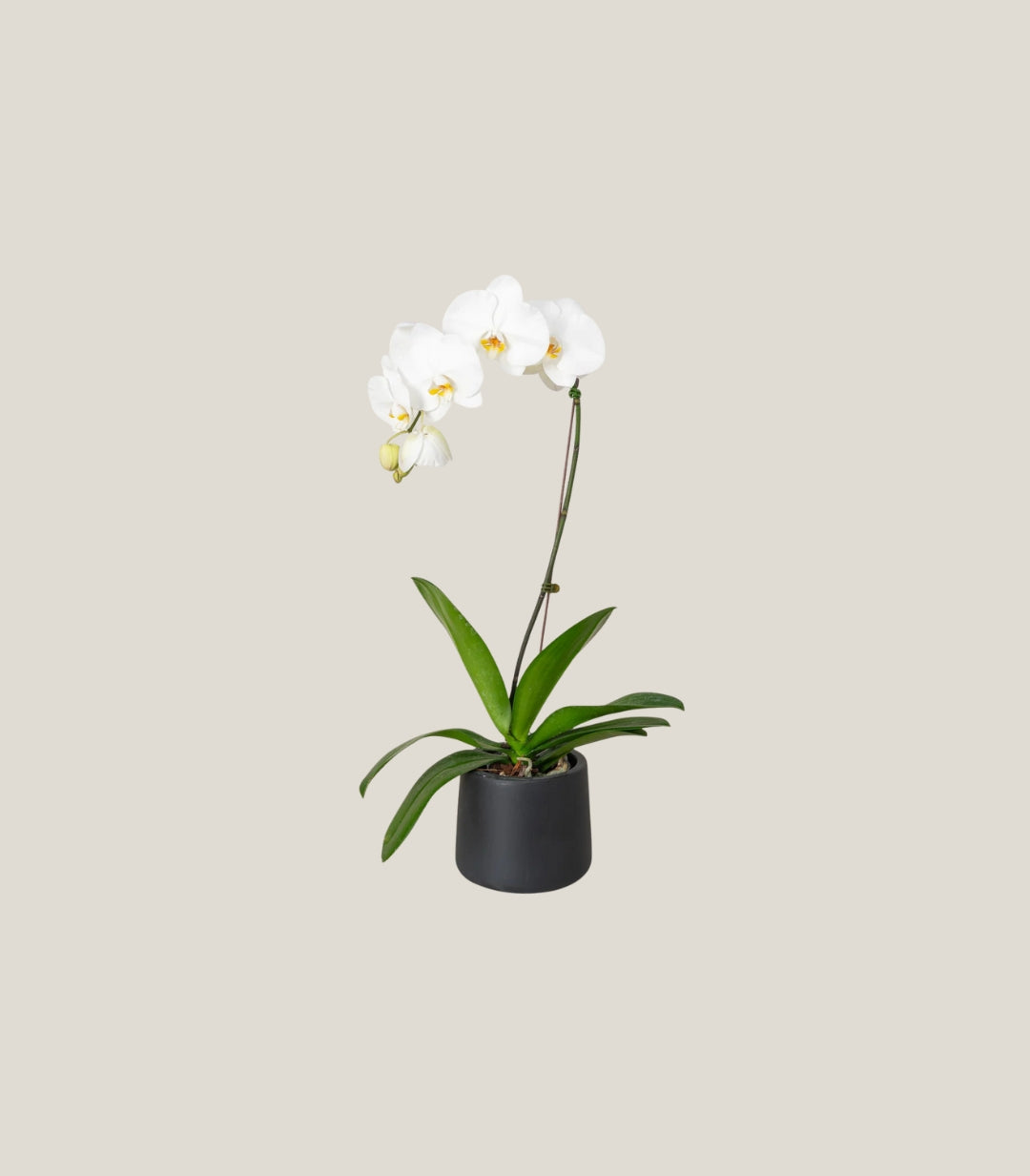 PHALAENOPSIS ORCHID HALLAND