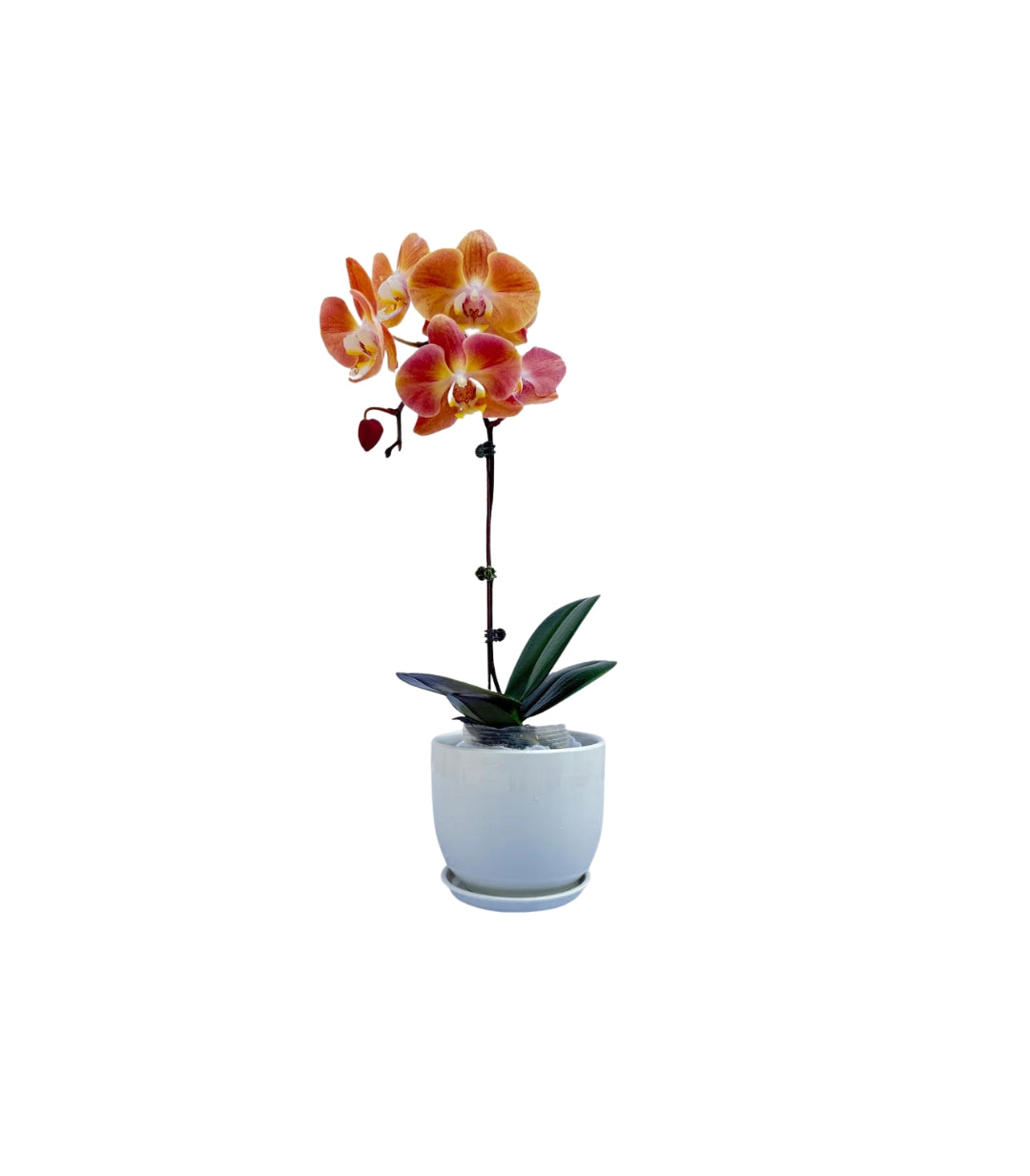 PHALAENOPSIS ORANGE