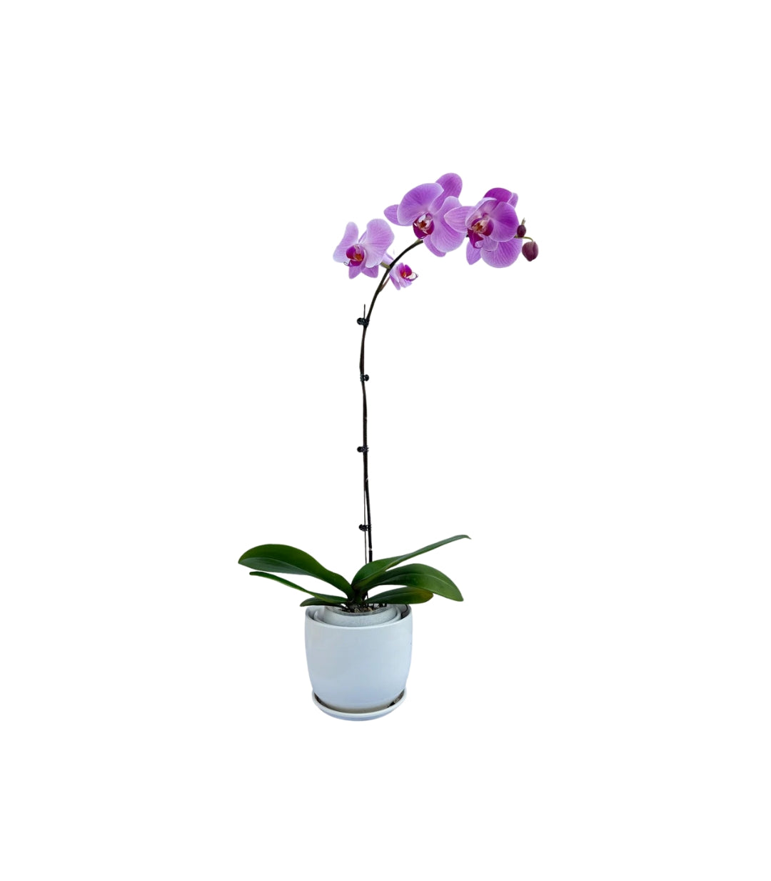 PHALAENOPSIS PURPLE